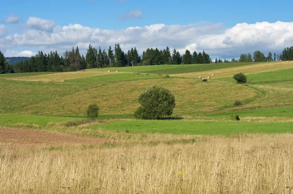 Obszarów wiejskich widok na łąki — Zdjęcie stockowe