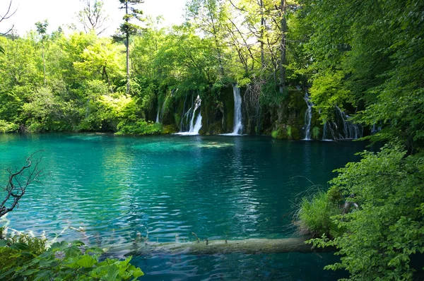 Gyönyörű tó erdő, plitvice, Horvátország — Stock Fotó