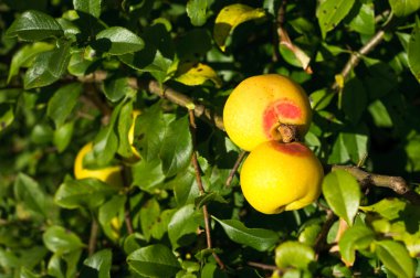 Chaenomeles japonica