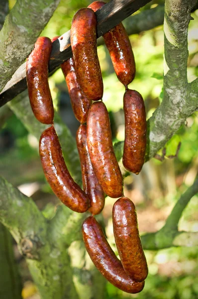 Salsiccia affumicata fresca sul ramo — Foto Stock