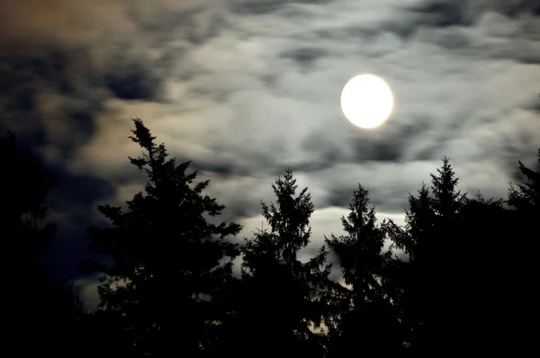Luna e foresta — Foto Stock