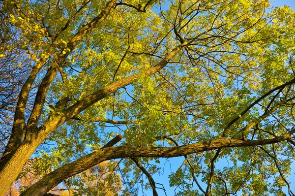 Zweig und blauer Himmel — Stockfoto