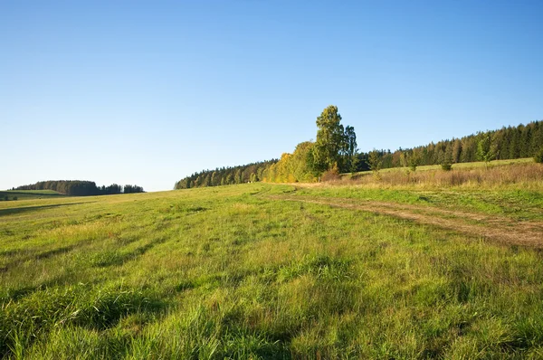Landschaft mit Gras — Stockfoto