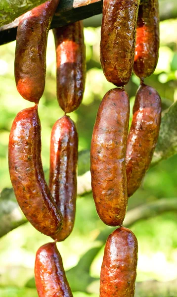 Fresh smoked sausage on the branch — Stock Photo, Image