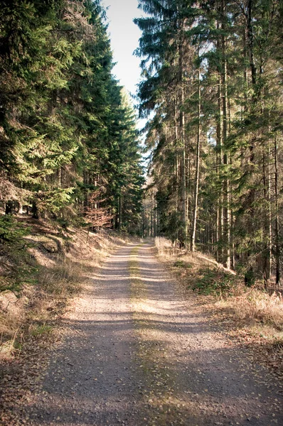 Estrada profunda na floresta — Fotografia de Stock