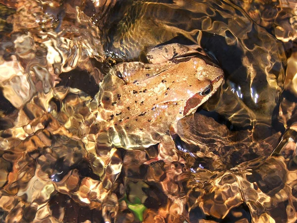 Майже невидима жаба в річці — стокове фото