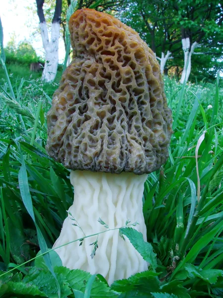Big morel on the green grass — Stock Photo, Image