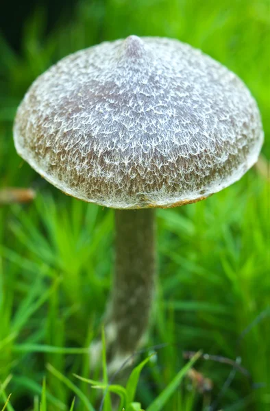 Mushroom with blurred background — Stock Photo, Image
