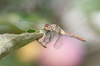 Dragon Fly