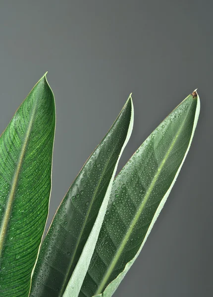 stock image Green sheet