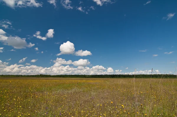 stock image Summer landscape