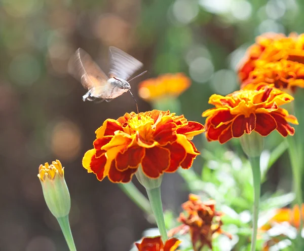 Koliber — Zdjęcie stockowe