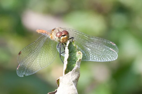 stock image Dragon fly