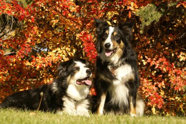 Border Collies clipart