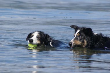 Two border collies swimming clipart