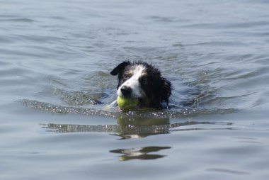 sınır collie Yüzme