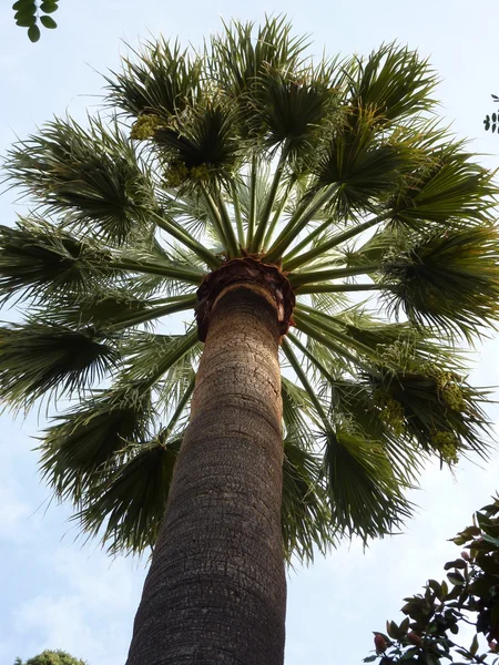 stock image Under the palm tree