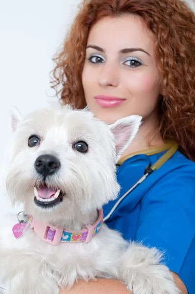 stock image Female vet with dogs