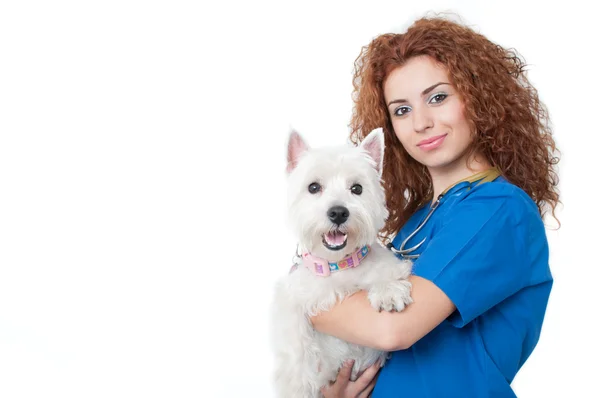 stock image Female vet with dogs