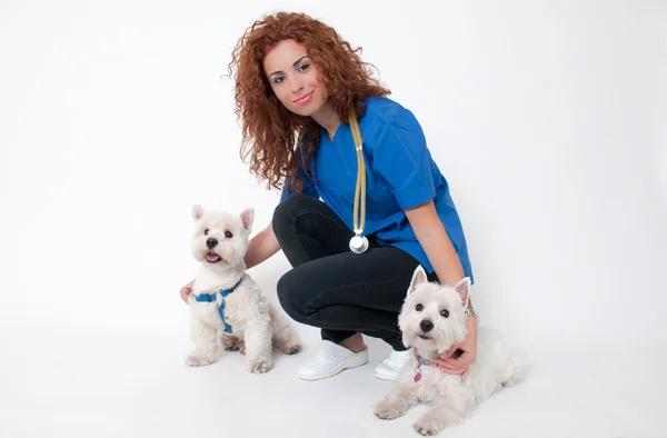 Female vet with dogs — Stock Photo, Image