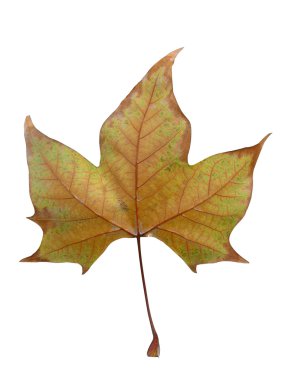 Hoja de otoño clipart