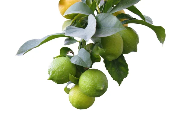 Branch of lemon tree — Stock Photo, Image