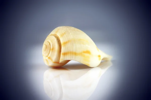 stock image Seashell vingette