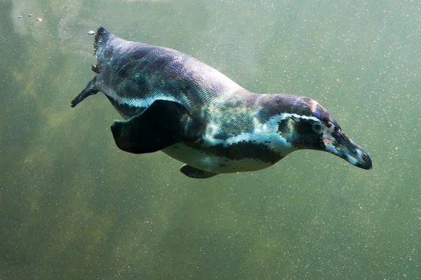 Penguin under water — Stock Photo, Image