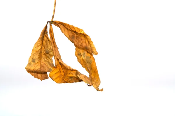 stock image Orange leaf
