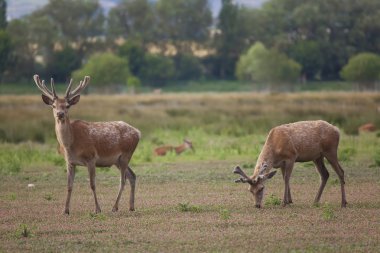 Moose, vitoria, alava, Spanje