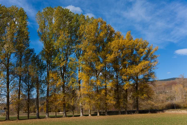 Träd i aurumn, espinosa de los monteros, burgos, castilla y le — Stockfoto