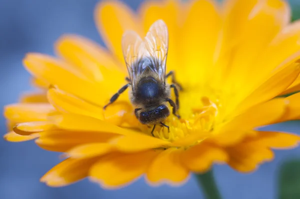 Stock image Bee in Burgos