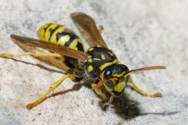 Wasp in rock clipart