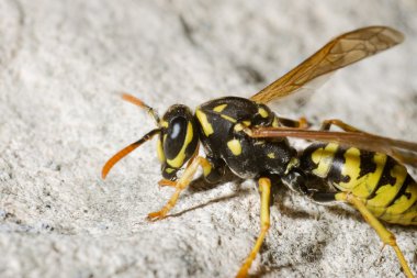 Wasp in rock clipart