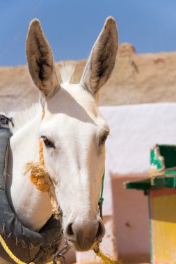 Donkey in Kharga, Egypt clipart