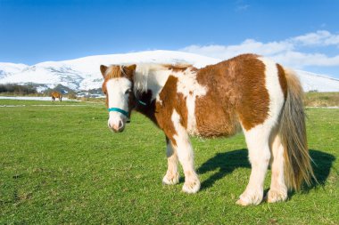 Pony in alto Campoo, Cantabria Spain clipart