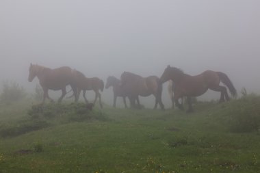 atlar, somiedo, asturias, İspanya