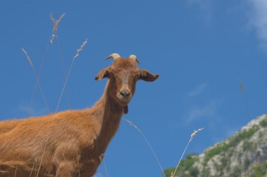 picos de keçi europa