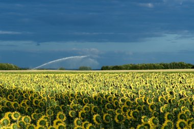Field of sunflowers near Angouleme, Poitou-Charentes, France clipart