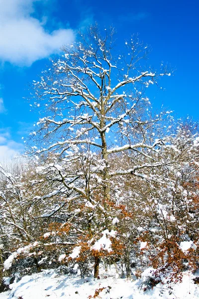 Träd snöade i legutiano, alava, Spanien — Stockfoto