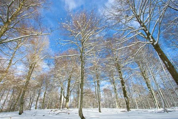 Ağaçlar kar opakua, alava, İspanya — Stok fotoğraf
