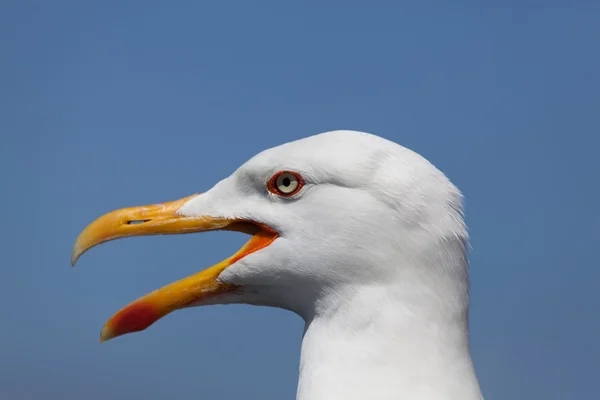 Seagull in La Coruña, Galicia, Spain — Zdjęcie stockowe