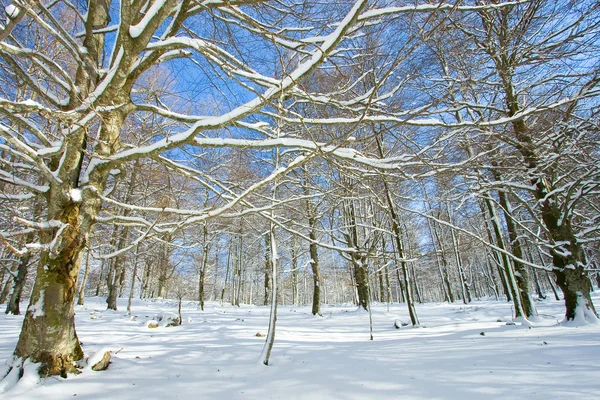 Bosque cubierto de nieve en Opakua, Álava, España —  Fotos de Stock