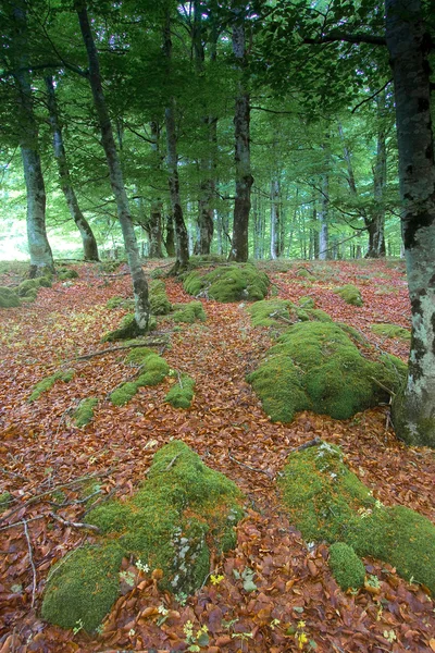 Ormanının urbasa, navarra, İspanya — Stok fotoğraf
