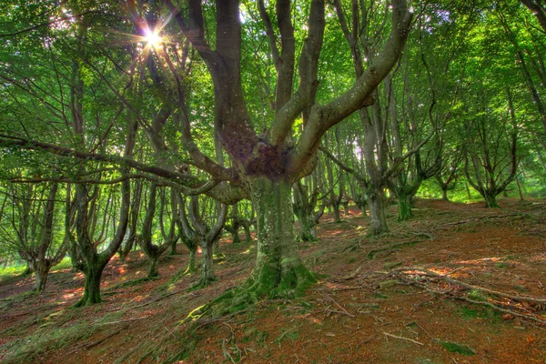 Skogen gorbeia, Biscaya, Spanien — Stockfoto