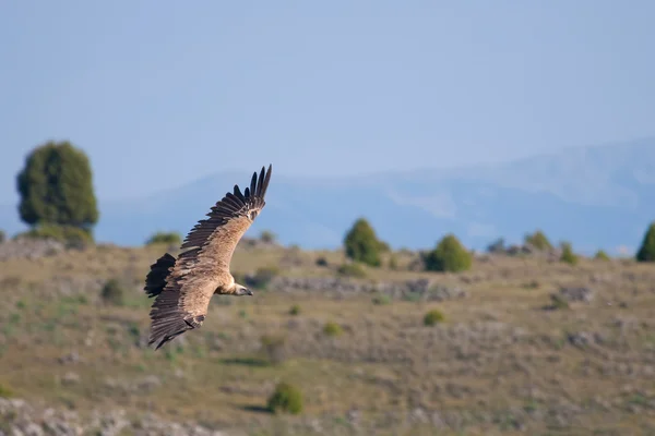 Vulture in las hoces del duraton, segovia, Spanje — Stockfoto