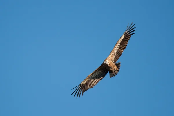 Vulture in las hoces del duraton, segovia, Spanje — Stockfoto
