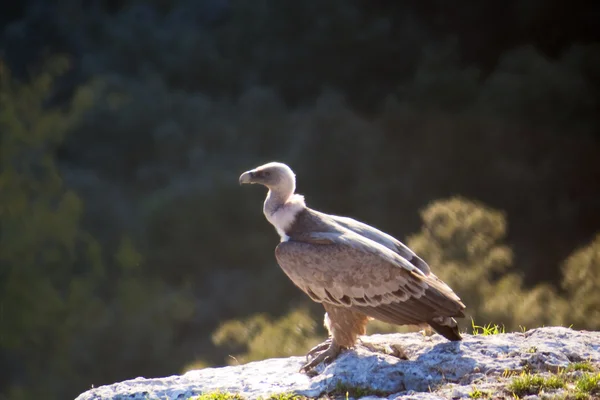 Vulture in the province of Burgos, Spain — Stock Photo, Image