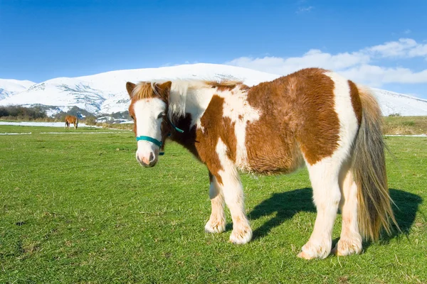 Pony in alto Campoo, Cantabria Espanha — Fotografia de Stock