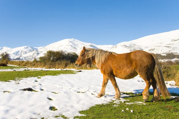 Koně v alto campoo, Kantábrie, Španělsko — Stock fotografie